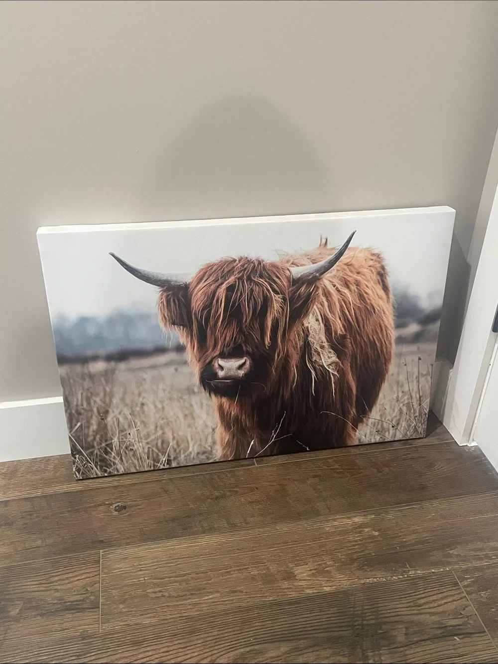 Hobby Lobby Brown Highland Cow Canvas Wall Art